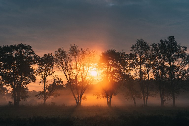 Photo of trees in fog at sunrise taken with Fujinon XF50-140mm all-purpose zoom lens