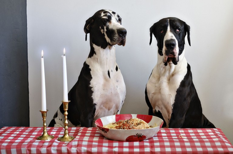 Funny dog photos project by Alison Conklin