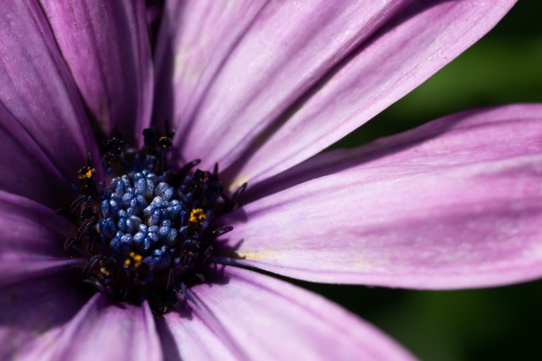 Macro nature photography of a purple flower taken with manual focus