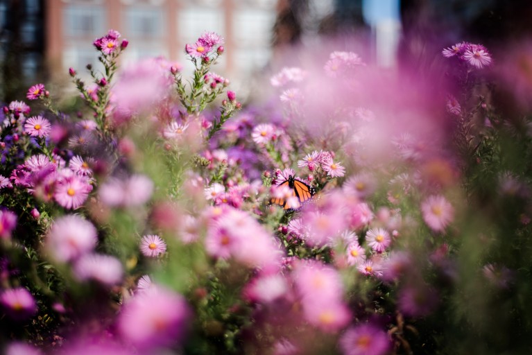 monarch butterfly in pink flowers at the garden by Jenny Diaz