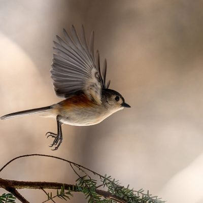 Wildlife photography of bird in flight by Martina Abreu