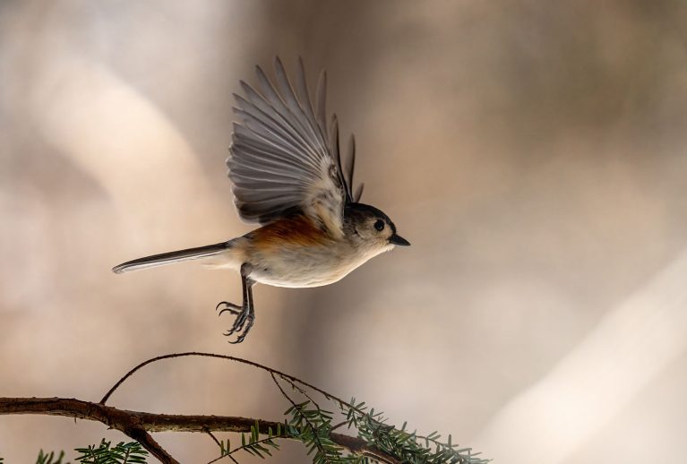 Wildlife photography of bird in flight by Martina Abreu