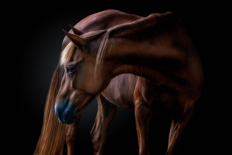 Click Magazine photo contest winner image of horse