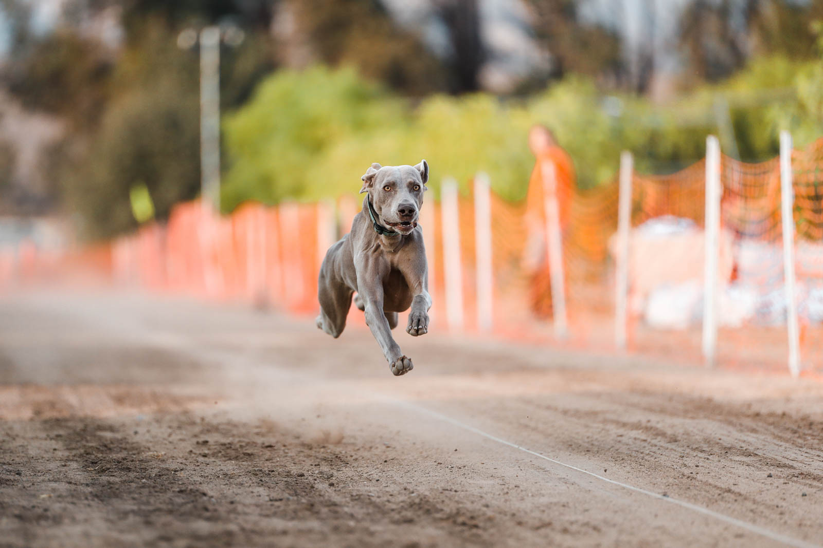 Pet-Photography-Anabel-DFlux-26