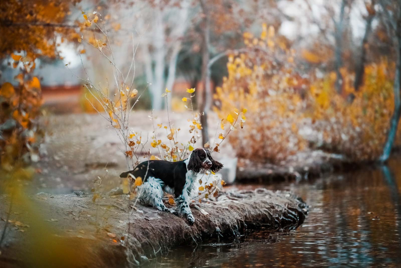 Pet-Photography-Anabel-DFlux-35