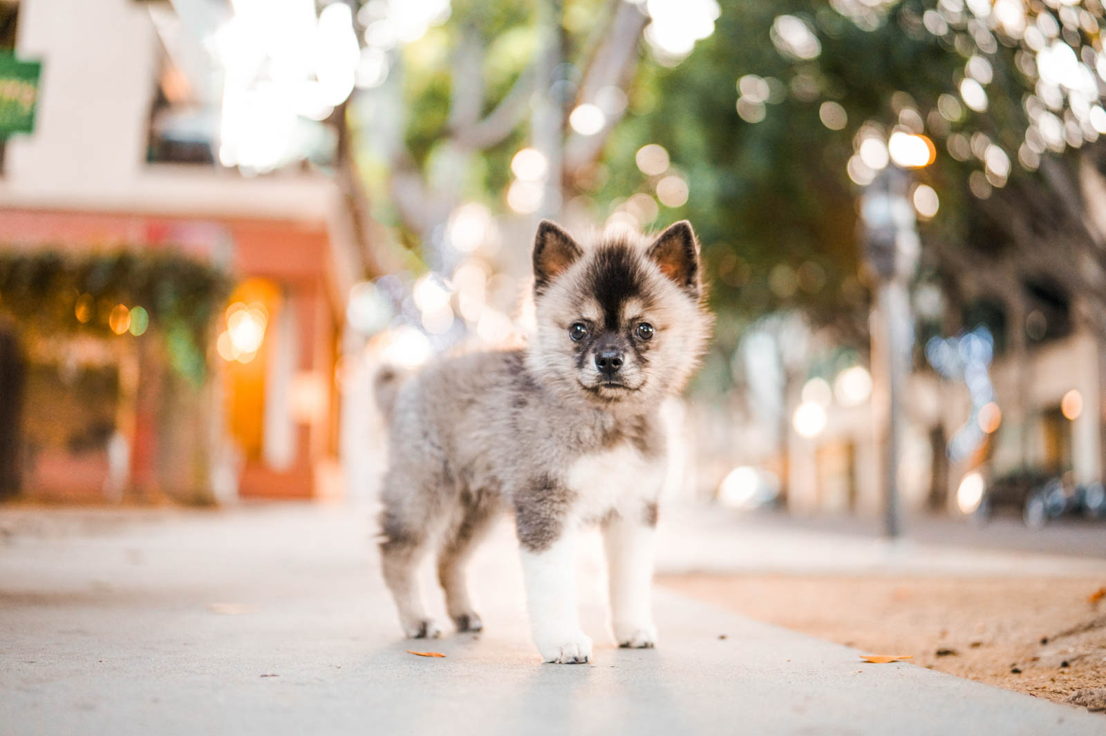 Pet-Photography-Anabel-DFlux-7 Puppy on a city street taken with a Sigma lens
