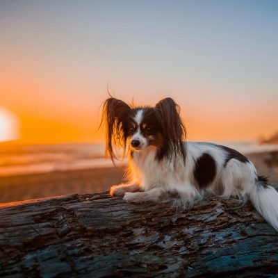 Papillon dog taken with Sigma I-series lens