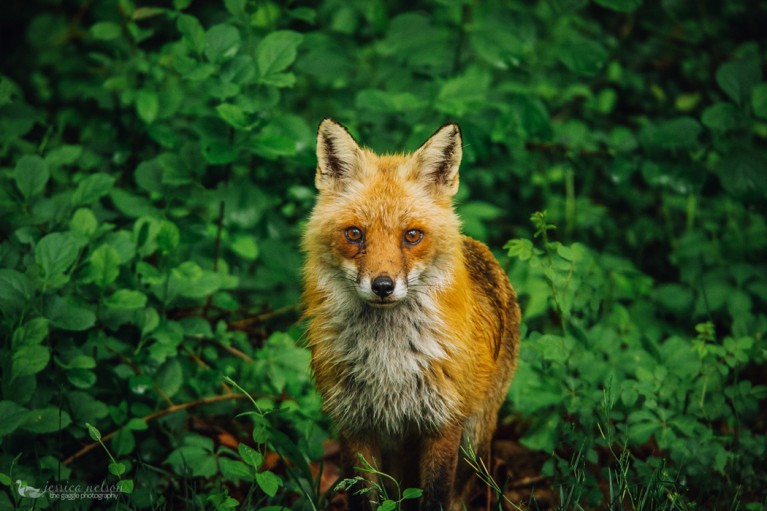 photo of a fox in a field of green by Jessica Nelson