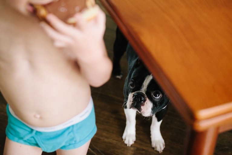 picture of dog watching a boy eat by Sarah Lalone