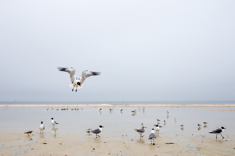 seagulls on a beach by Jamie Campfield Bates