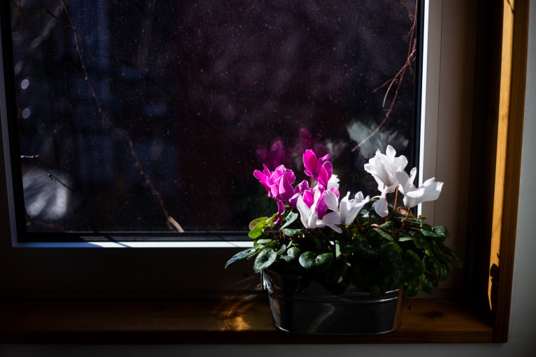 Flowers during coronavirus pandemic