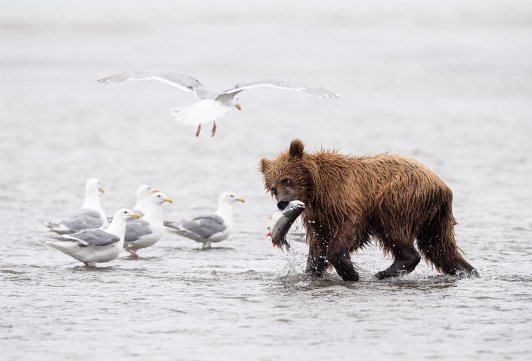 Everything you need to know about wildlife photography ethics